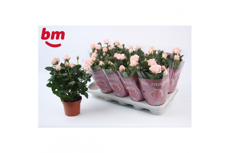 Rosa light pink beau monde Rosa Light Pink Beau Monde (12 cm)5 bl. 