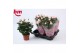 Rosa light pink beau monde Rosa Light Pink Beau Monde (12 cm)5 bl. 