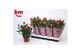Rosa beau monde orange Rosa Orange Beau Monde (12 cm)5 bl.