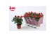 Rosa beau monde red Rosa Red Beau Monde (12 cm)5 bl. 