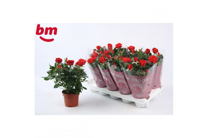Rosa beau monde red Rosa Red Beau Monde (12 cm)5 bl. 