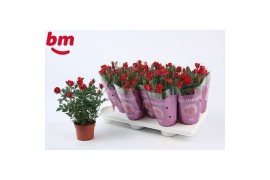 Rosa beau monde hot jewel Rosa Hot Jewel Beau Monde Red(10,5 cm)6 bl.