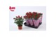 Rosa beau monde hot jewel Rosa Hot Jewel Beau Monde Red(10,5 cm)6 bl. 