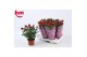 Rosa beau monde hot jewel Rosa Hot Jewel Beau Monde Red(10,5 cm)6 bl. 