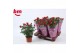 Rosa beau monde hot jewel Rosa Hot Jewel Beau Monde Red(10,5 cm)6 bl. 