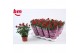 Rosa beau monde hot jewel Rosa Hot Jewel Beau Monde Red(10,5 cm)6 bl. 