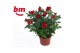 Rosa beau monde hot jewel Rosa Hot Jewel Beau Monde Red(10,5 cm)6 bl. 