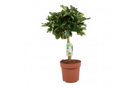 Schefflera arboricola gold capella Schefflera Gold Capella - gevlochte