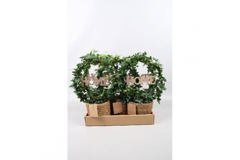 Hedera helix groen Hedera boog + home in zeegrasmand in vouwdoos40 - 4 