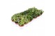 Hedera helix mix Hedera gemengd5.0 - 7.4  cm 6 pp 
