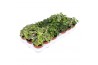 Hedera helix mix Hedera gemengd5.0 - 7.4  cm 6 pp
