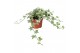 Hedera helix eva Hedera helix Eva30 - 34  cm 9 pp 