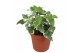 Hedera helix eva Hedera helix Eva5.0 - 7.4  cm 7 pp 