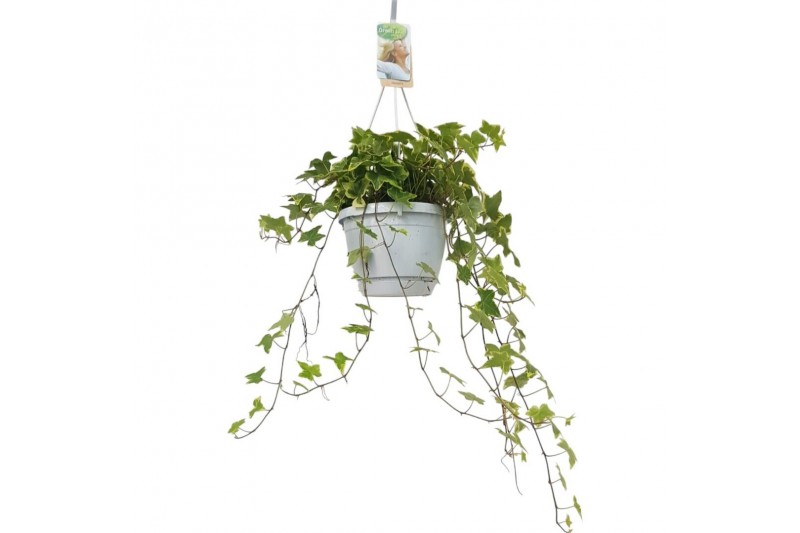 Hedera helix mix geel bont Hedera helix geelbont - hangpot wit / basic 