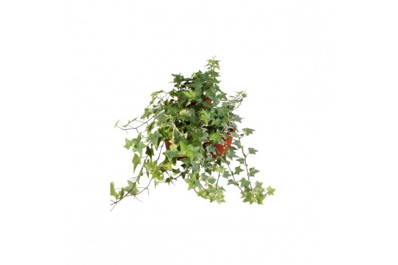 Hedera helix mix Hedera helix gemengd30 - 34  cm 9 pp 