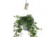Hedera helix groen Hedera helix groen - hangpot wit / basic30 - 34  cm 