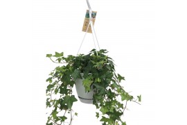Hedera helix groen Hedera helix groen - hangpot wit / basic30 - 34  cm