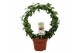 Hedera helix groen Hedera helix groen enkele boog40 - 44  cm 9 pp 