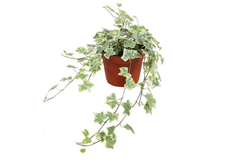 Hedera helix mint kolibri Hedera helix Mint Kolibri30 - 34  cm 9 pp 