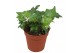Hedera pittsburgh helix Hedera helix Pitsburg5.0 - 7.4  cm 7 pp 