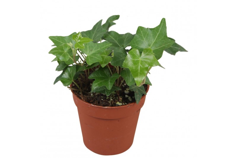 Hedera pittsburgh helix Hedera helix Pitsburg5.0 - 7.4  cm 7 pp 