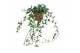 Hedera helix shamrock Hedera helix Shamrock - medium long70 - 79  cm 9 