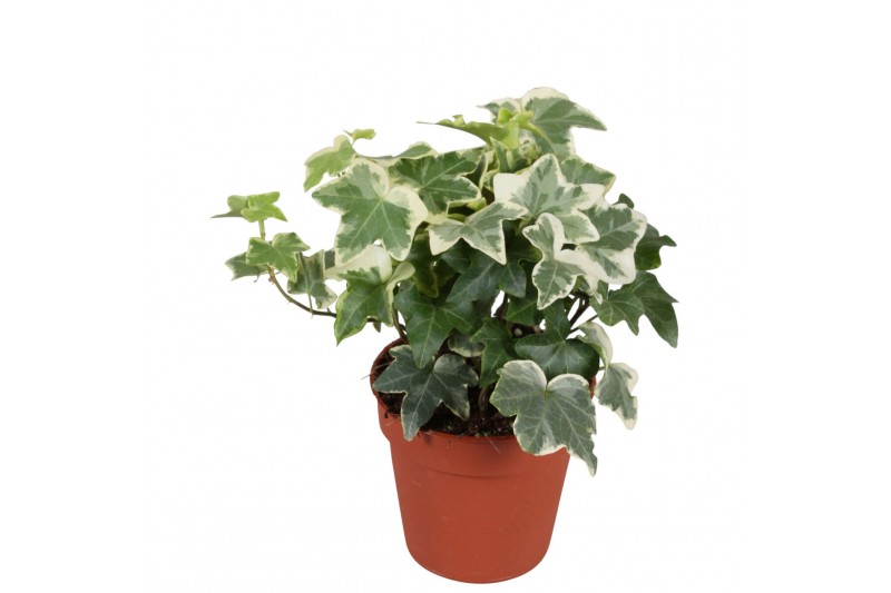 Hedera tonny helix Hedera helix Tonny*5.0 - 7.4  cm 7 pp 