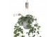 Hedera helix bont Hedera helix witbont - hangpot wit / basic40 - 44  c 