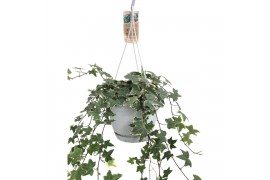 Hedera helix bont Hedera helix witbont - hangpot wit / basic40 - 44  c