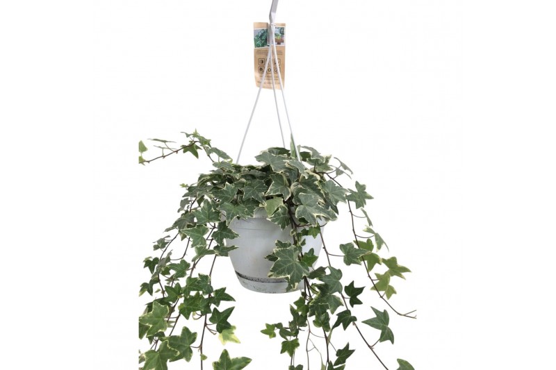 Hedera helix bont Hedera helix witbont - hangpot wit / basic40 - 44  c Hedera helix bont Hedera helix witbont - hangpot wit / basic40 - 44  c