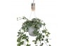 Hedera helix bont Hedera helix witbont - hangpot wit / basic40 - 44  c