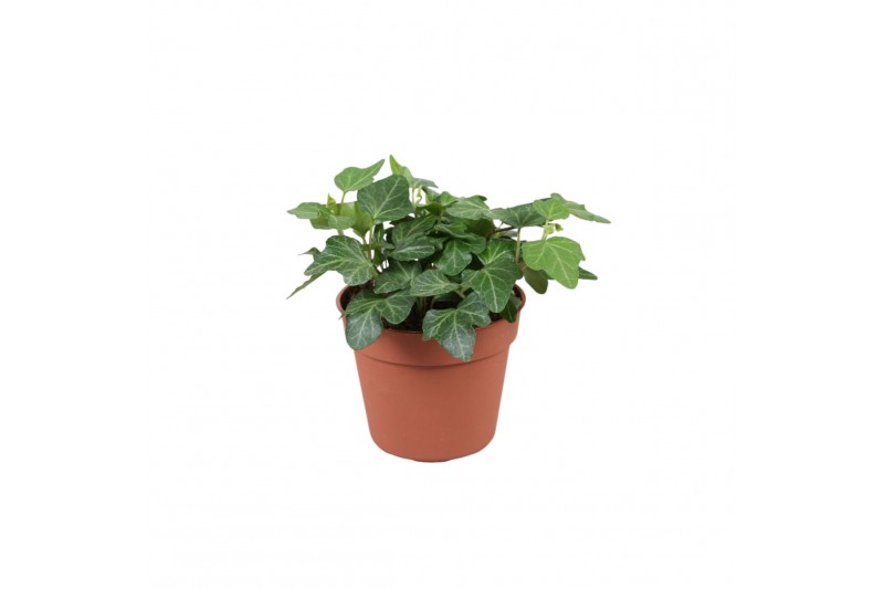 Hedera helix wonder Hedera helix Wonder5.0 - 7.4  cm 6 pp 