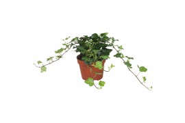 Hedera helix wonder Hedera helix Wonder30 - 34  cm 9 pp