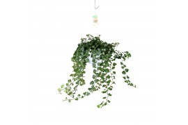 Hedera helix wonder Hedera helix Wonder - hang/XXL90 - 99  cm 17 pp