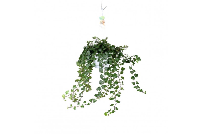 Hedera helix wonder Hedera helix Wonder - hang/XXL90 - 99  cm 17 pp 