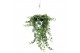 Hedera helix wonder Hedera helix Wonder - hang/XXL90 - 99  cm 20 pp 