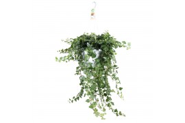 Hedera helix wonder Hedera helix Wonder - hang/XXL90 - 99  cm 20 pp