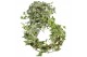 Hedera helix mix geel bont Hedera helix geelbont lange plant90 - 99  c 