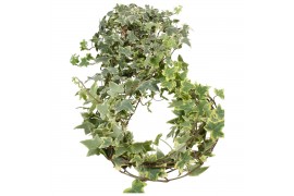 Hedera helix mix geel bont Hedera helix geelbont lange plant90 - 99  c