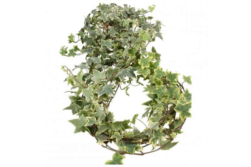 Hedera helix mix geel bont Hedera helix geelbont lange plant90 - 99  c 