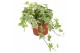 Hedera helix goldchild Hedera helix Gold Child30 - 34  cm 9 pp 