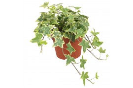 Hedera helix goldchild Hedera helix Gold Child30 - 34  cm 9 pp