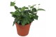 Hedera lady kay Hedera helix Lady Kay5.0 - 7.4  cm 7 pp 