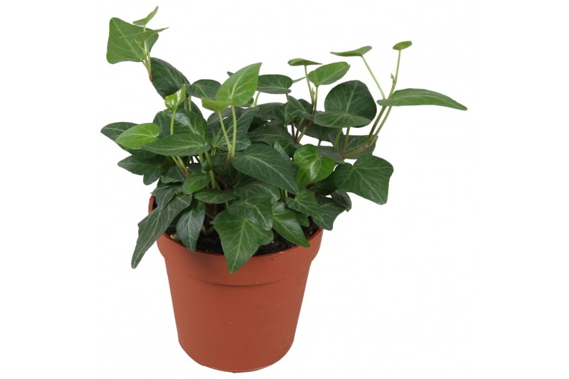 Hedera lady kay Hedera helix Lady Kay5.0 - 7.4  cm 7 pp 