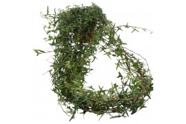 Hedera tres coupe helix Hedera helix Sagittaefolia lange plant90 - 99 