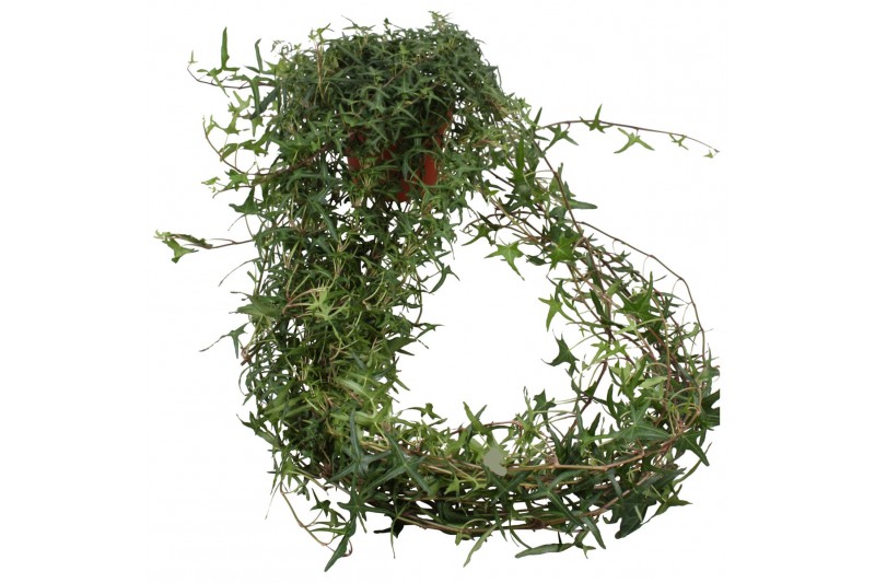 Hedera tres coupe helix Hedera helix Sagittaefolia lange plant90 - 99  