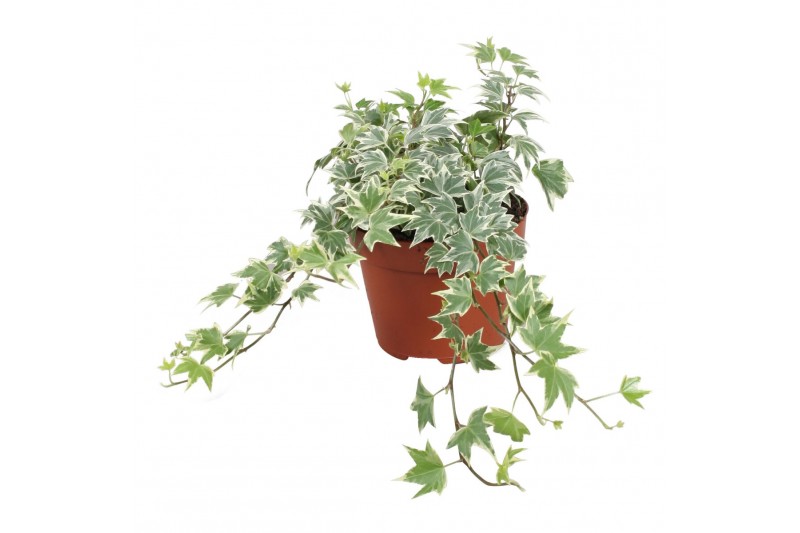 Hedera helix white ripple Hedera helix White Ripple25 - 29  cm 9 pp 