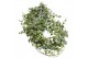 Hedera helix bont Hedera helix witbont lange plant80 - 89  cm 9 pp 