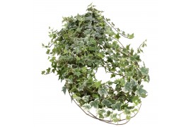 Hedera helix bont Hedera helix witbont lange plant80 - 89  cm 9 pp