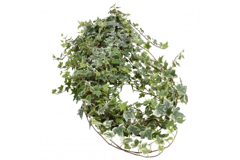 Hedera helix bont Hedera helix witbont lange plant80 - 89  cm 9 pp Hedera helix bont Hedera helix witbont lange plant80 - 89  cm 9 pp